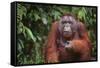 Orangutan-DLILLC-Framed Stretched Canvas
