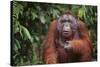 Orangutan-DLILLC-Stretched Canvas
