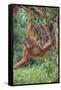 Orangutan-DLILLC-Framed Stretched Canvas