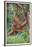 Orangutan-DLILLC-Framed Premium Photographic Print