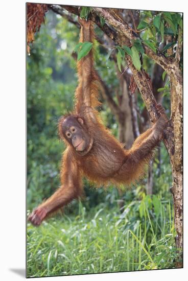 Orangutan-DLILLC-Mounted Premium Photographic Print