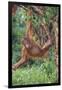 Orangutan-DLILLC-Framed Premium Photographic Print