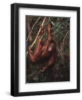 Orangutan-DLILLC-Framed Premium Photographic Print