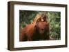 Orangutan-DLILLC-Framed Premium Photographic Print
