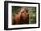 Orangutan-DLILLC-Framed Premium Photographic Print