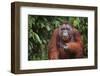 Orangutan-DLILLC-Framed Premium Photographic Print