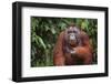 Orangutan-DLILLC-Framed Premium Photographic Print