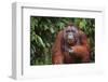 Orangutan-DLILLC-Framed Premium Photographic Print