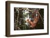 Orangutan-DLILLC-Framed Premium Photographic Print