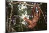 Orangutan-DLILLC-Mounted Premium Photographic Print