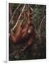 Orangutan-DLILLC-Framed Photographic Print