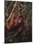 Orangutan-DLILLC-Mounted Photographic Print