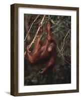 Orangutan-DLILLC-Framed Photographic Print