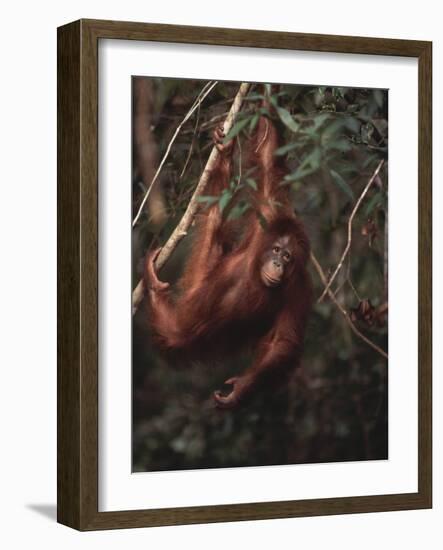 Orangutan-DLILLC-Framed Photographic Print