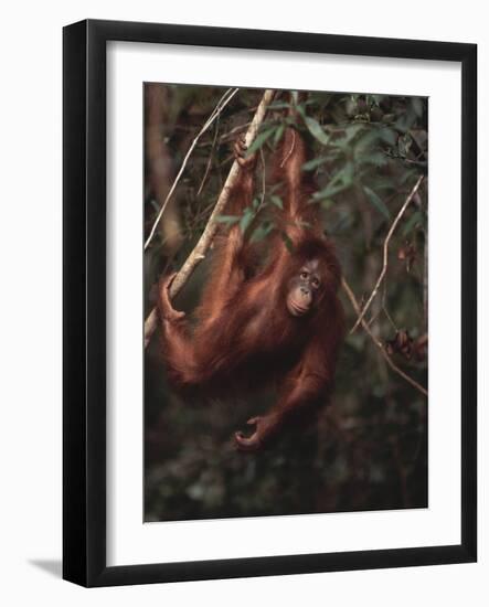 Orangutan-DLILLC-Framed Photographic Print