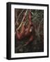 Orangutan-DLILLC-Framed Photographic Print