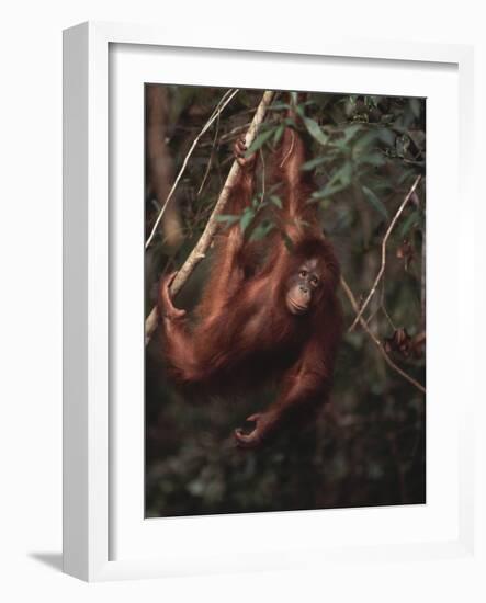 Orangutan-DLILLC-Framed Photographic Print