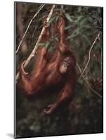 Orangutan-DLILLC-Mounted Photographic Print