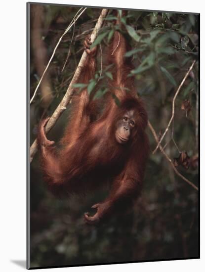 Orangutan-DLILLC-Mounted Photographic Print