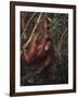 Orangutan-DLILLC-Framed Photographic Print