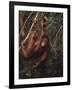 Orangutan-DLILLC-Framed Photographic Print