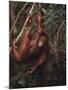 Orangutan-DLILLC-Mounted Photographic Print