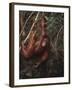 Orangutan-DLILLC-Framed Photographic Print