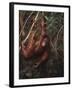 Orangutan-DLILLC-Framed Photographic Print