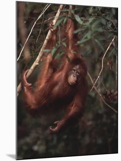 Orangutan-DLILLC-Mounted Photographic Print