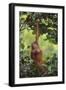 Orangutan-DLILLC-Framed Photographic Print