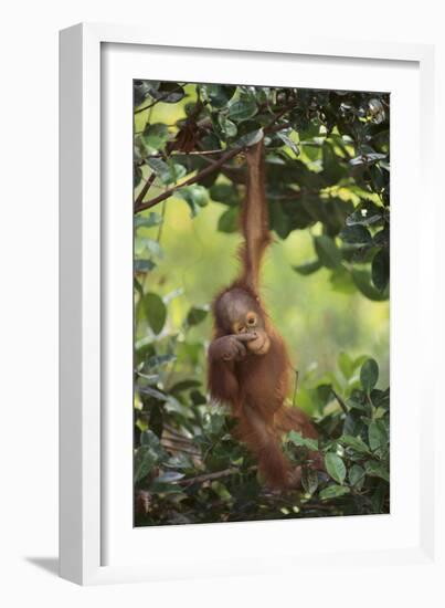 Orangutan-DLILLC-Framed Photographic Print