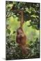 Orangutan-DLILLC-Mounted Photographic Print