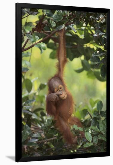 Orangutan-DLILLC-Framed Photographic Print