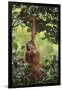 Orangutan-DLILLC-Framed Photographic Print