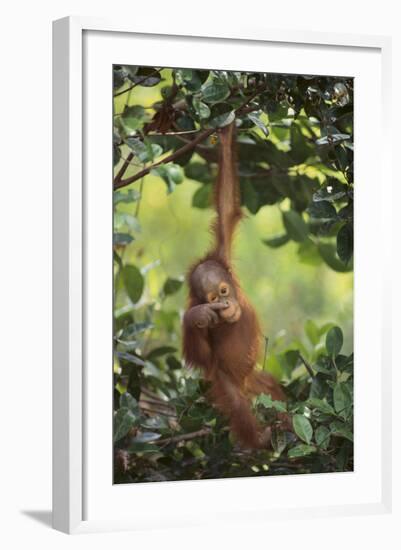 Orangutan-DLILLC-Framed Photographic Print