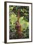 Orangutan-DLILLC-Framed Photographic Print