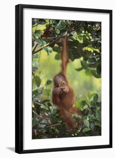 Orangutan-DLILLC-Framed Photographic Print