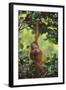 Orangutan-DLILLC-Framed Photographic Print