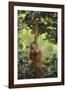 Orangutan-DLILLC-Framed Photographic Print