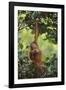 Orangutan-DLILLC-Framed Photographic Print