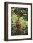 Orangutan-DLILLC-Framed Photographic Print