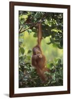 Orangutan-DLILLC-Framed Photographic Print