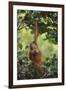 Orangutan-DLILLC-Framed Photographic Print