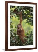 Orangutan-DLILLC-Framed Photographic Print