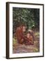 Orangutan-DLILLC-Framed Photographic Print