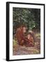 Orangutan-DLILLC-Framed Photographic Print