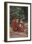 Orangutan-DLILLC-Framed Photographic Print