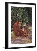 Orangutan-DLILLC-Framed Photographic Print