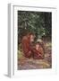 Orangutan-DLILLC-Framed Photographic Print