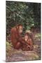 Orangutan-DLILLC-Mounted Photographic Print